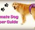 The Best Washable & Disposable Dog Diapers for Males & Female Dogs